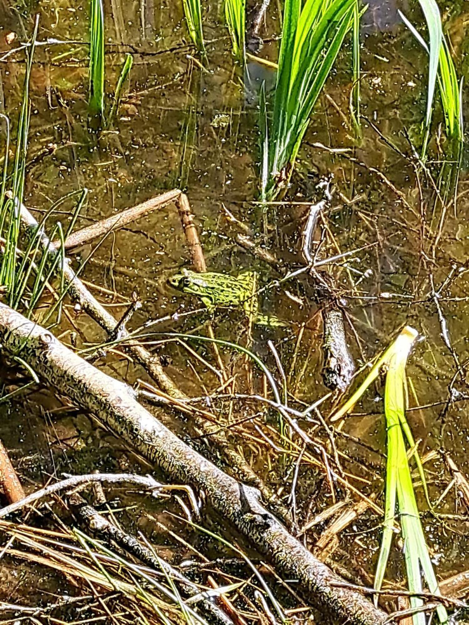Natuurhuisje Meppen Zewnętrze zdjęcie