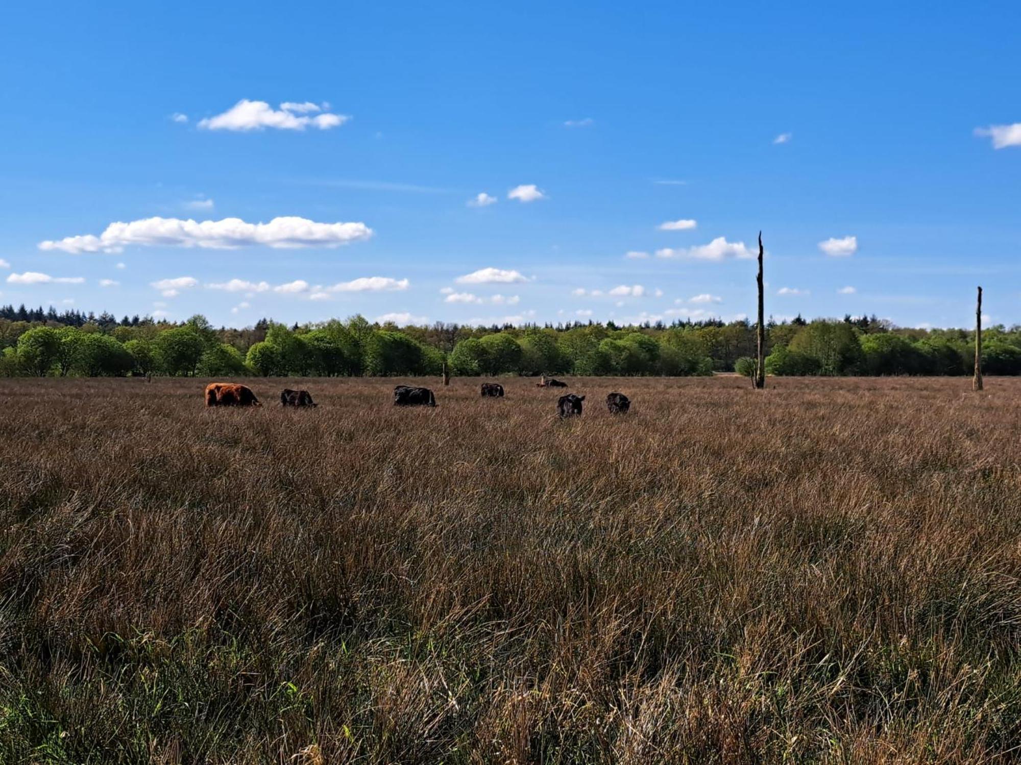Natuurhuisje Meppen Zewnętrze zdjęcie